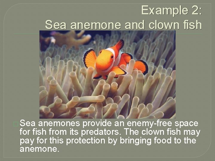 Example 2: Sea anemone and clown fish � Sea anemones provide an enemy-free space