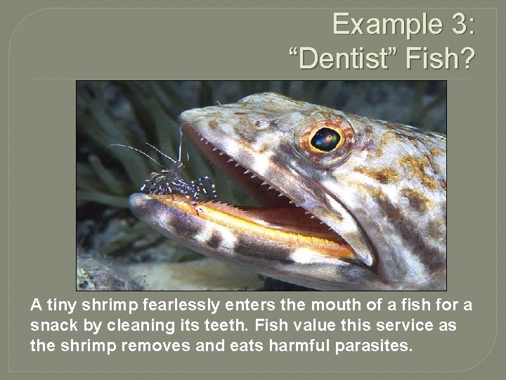 Example 3: “Dentist” Fish? A tiny shrimp fearlessly enters the mouth of a fish
