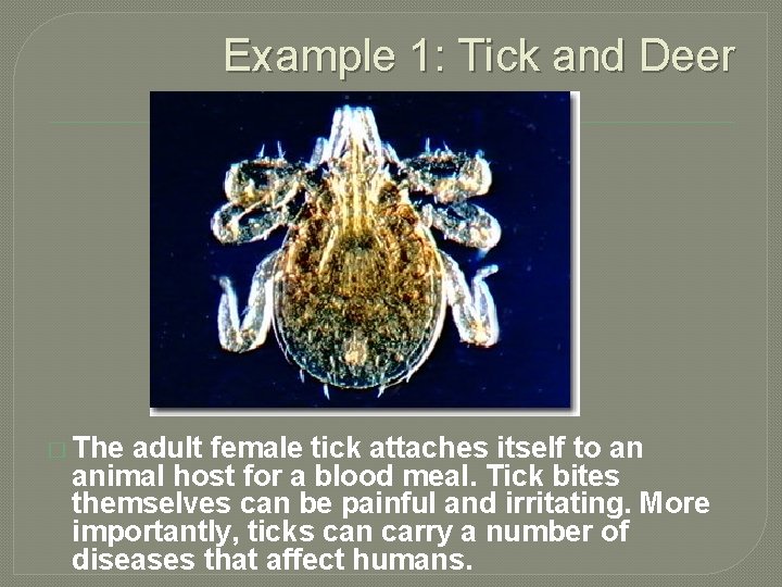 Example 1: Tick and Deer � The adult female tick attaches itself to an