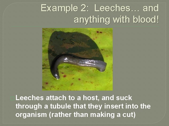 Example 2: Leeches… and anything with blood! � Leeches attach to a host, and