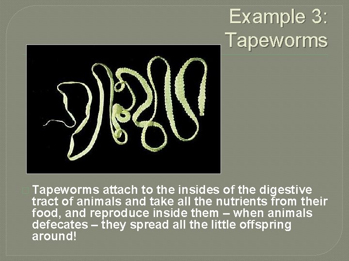 Example 3: Tapeworms � Tapeworms attach to the insides of the digestive tract of