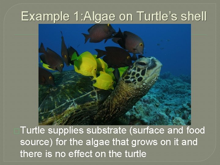 Example 1: Algae on Turtle’s shell �Turtle supplies substrate (surface and food source) for