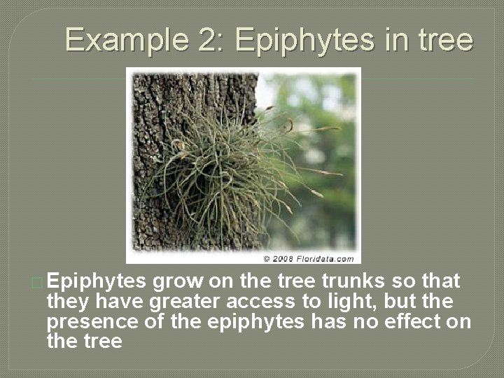 Example 2: Epiphytes in tree � Epiphytes grow on the tree trunks so that