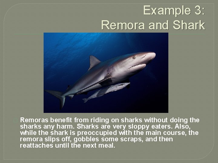 Example 3: Remora and Shark � Remoras benefit from riding on sharks without doing