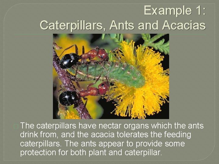 Example 1: Caterpillars, Ants and Acacias � The caterpillars have nectar organs which the