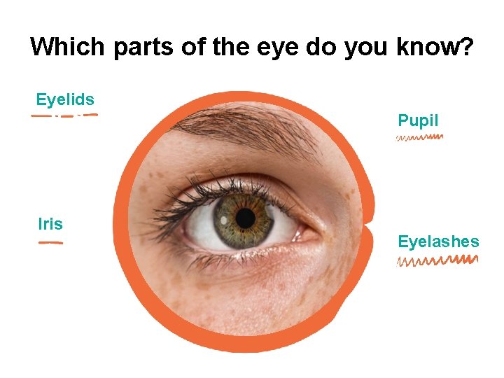 Which parts of the eye do you know? Eyelids Pupil Iris Eyelashes 