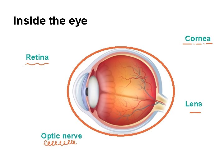 Inside the eye Cornea Retina Lens Optic nerve 