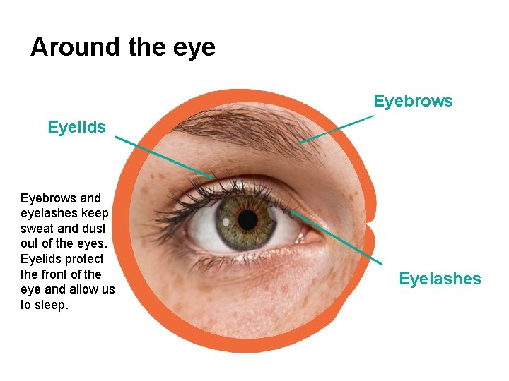 Around the eye Eyebrows Eyelids Eyebrows and eyelashes keep sweat and dust out of