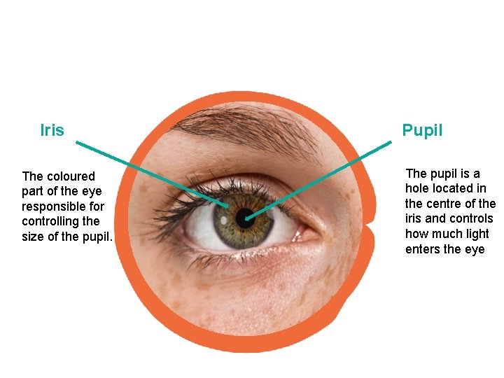 Iris The coloured part of the eye responsible for controlling the size of the