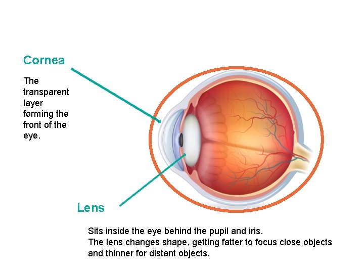 Cornea The transparent layer forming the front of the eye. Lens Sits inside the
