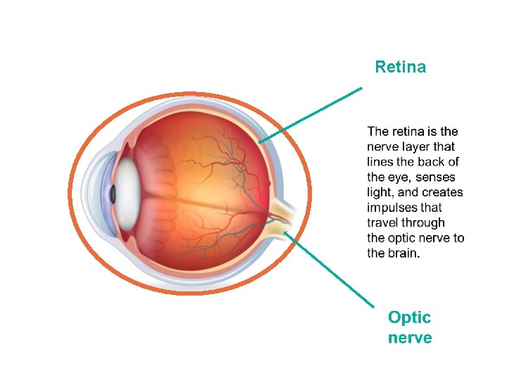 Retina 