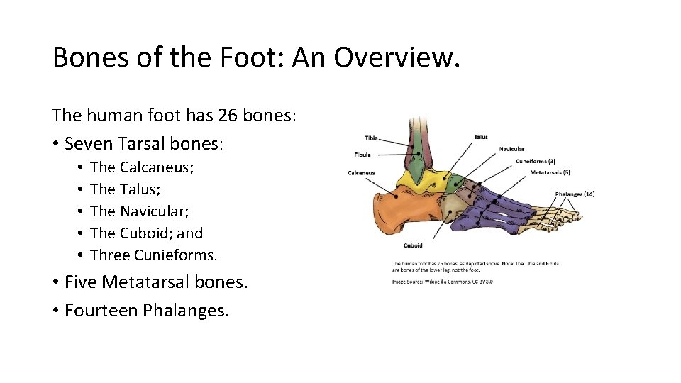 Bones of the Foot: An Overview. The human foot has 26 bones: • Seven