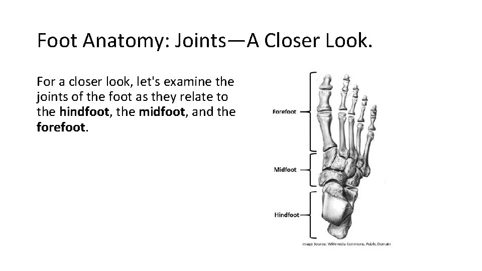 Foot Anatomy: Joints—A Closer Look. For a closer look, let's examine the joints of