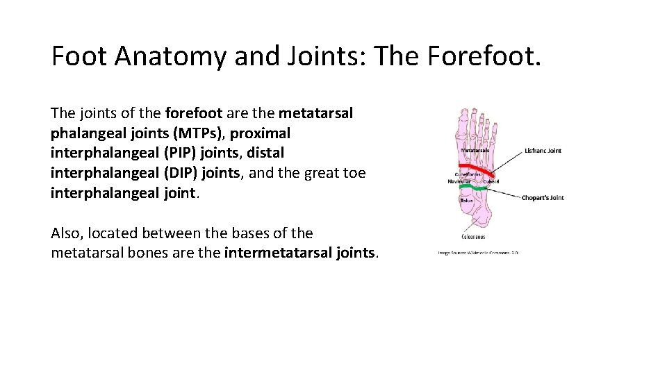 Foot Anatomy and Joints: The Forefoot. The joints of the forefoot are the metatarsal Foot Anatomy and Joints: The Forefoot. The joints of the forefoot are the metatarsal