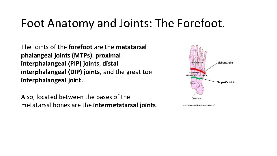 Foot Anatomy and Joints: The Forefoot. The joints of the forefoot are the metatarsal