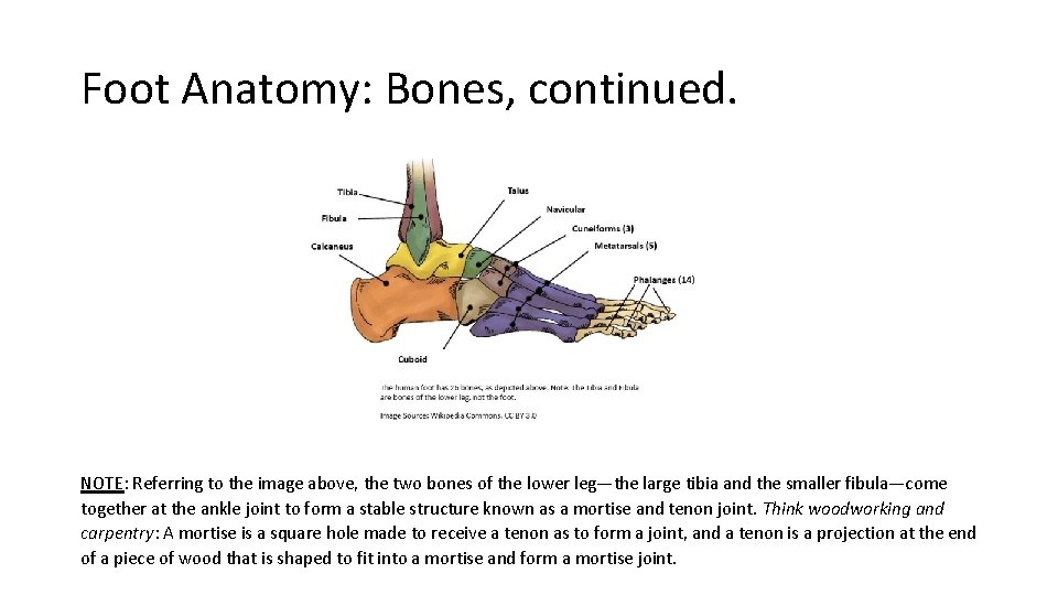 Foot Anatomy: Bones, continued. NOTE: Referring to the image above, the two bones of