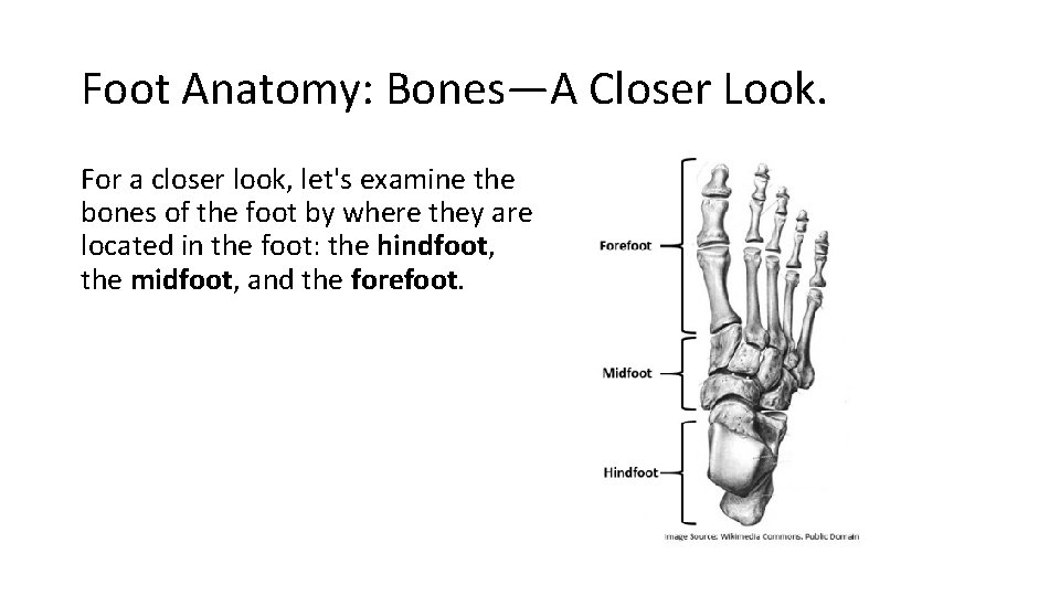 Foot Anatomy: Bones—A Closer Look. For a closer look, let's examine the bones of