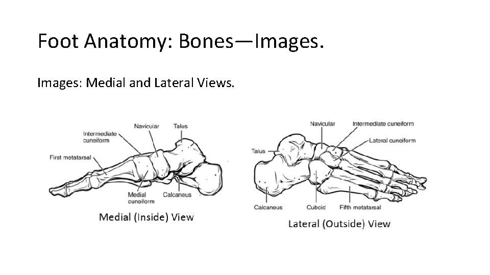 Foot Anatomy: Bones—Images: Medial and Lateral Views. Foot Anatomy: Bones—Images: Medial and Lateral Views.