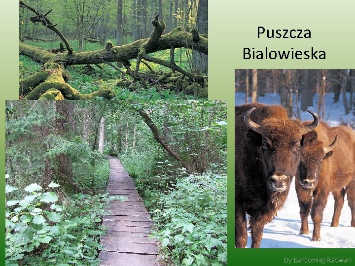 Puszcza Bialowieska By Bartlomiej Radwan 