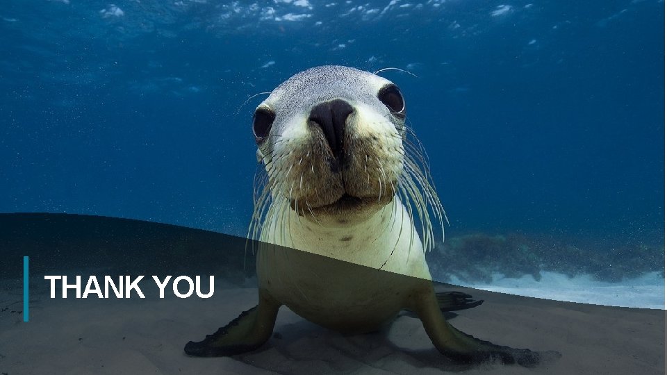 THANK YOU Insert Image 13 