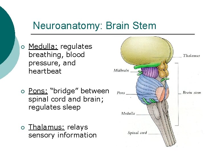 Neuroanatomy: Brain Stem ¡ Medulla: regulates breathing, blood pressure, and heartbeat ¡ Pons: “bridge”