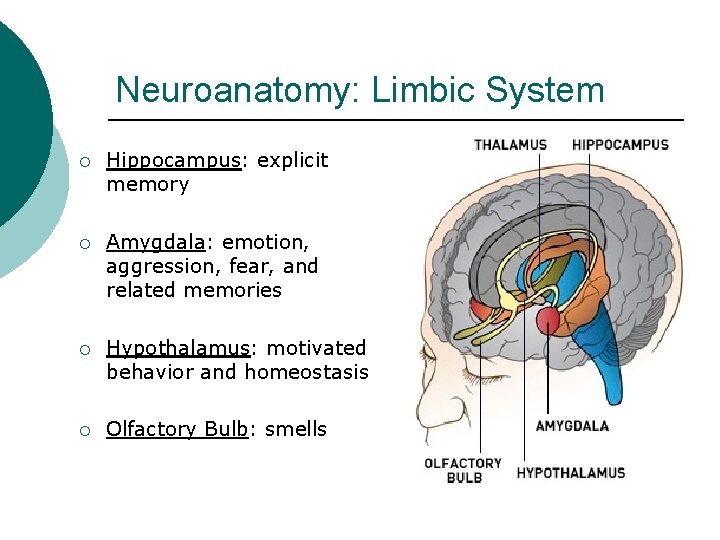 Neuroanatomy: Limbic System ¡ Hippocampus: explicit memory ¡ Amygdala: emotion, aggression, fear, and related