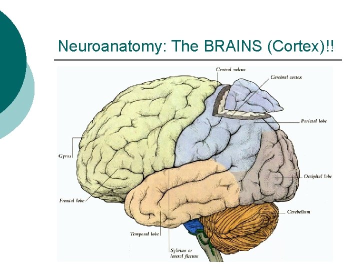 Neuroanatomy: The BRAINS (Cortex)!! 