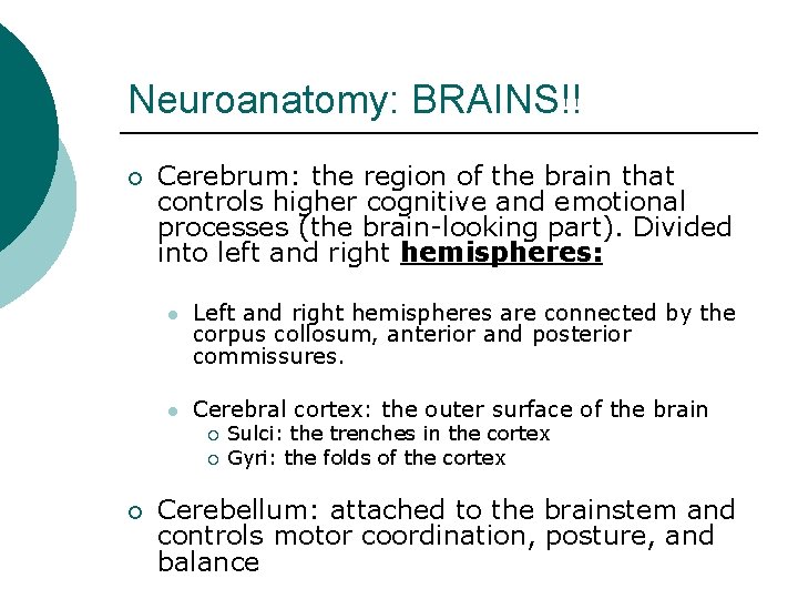 Neuroanatomy: BRAINS!! ¡ Cerebrum: the region of the brain that controls higher cognitive and
