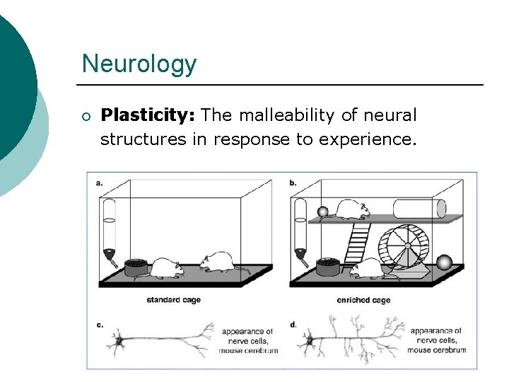Neurology ¡ Plasticity: The malleability of neural structures in response to experience. 