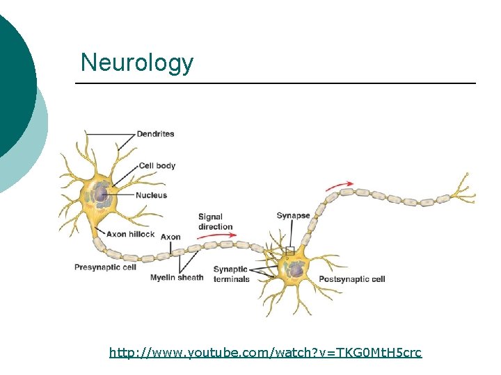 Neurology http: //www. youtube. com/watch? v=TKG 0 Mt. H 5 crc 