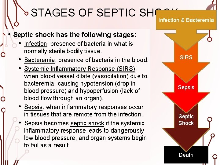 STAGES OF SEPTIC SHOCK Infection & Bacteremia • Septic shock has the following stages: