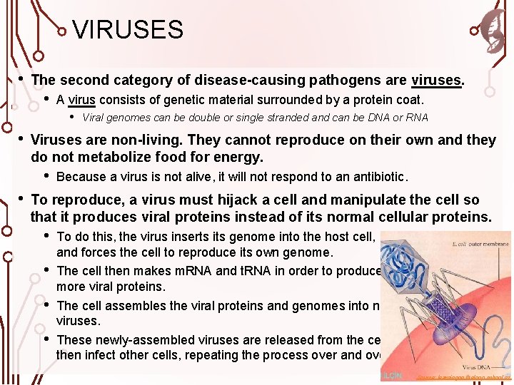 VIRUSES • The second category of disease-causing pathogens are viruses. • A virus consists