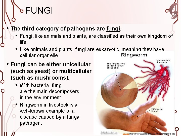 FUNGI • The third category of pathogens are fungi. • • Fungi, like animals