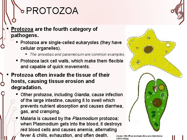 PROTOZOA • Protozoa are the fourth category of pathogens. • Protozoa are single-celled eukaryotes