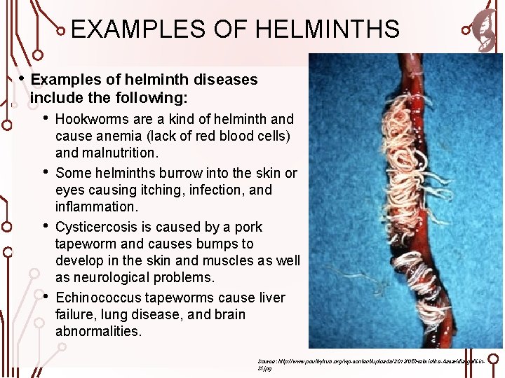 EXAMPLES OF HELMINTHS • Examples of helminth diseases include the following: • • Hookworms