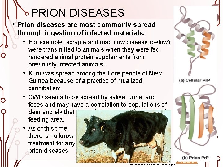 PRION DISEASES • Prion diseases are most commonly spread through ingestion of infected materials.