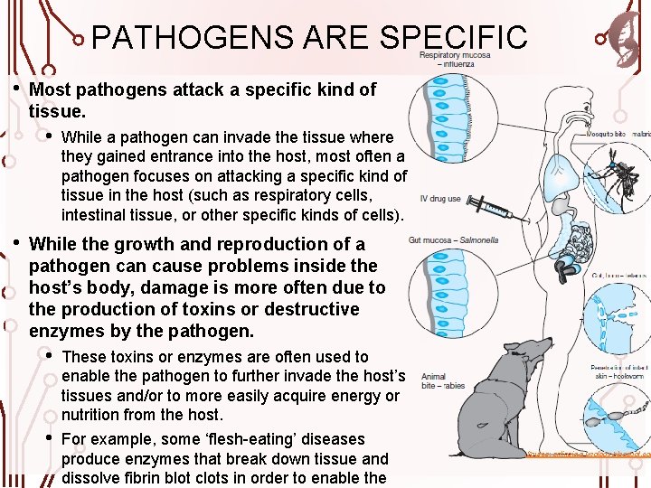 PATHOGENS ARE SPECIFIC • Most pathogens attack a specific kind of tissue. • •