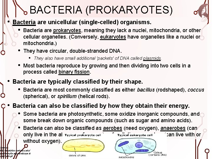 BACTERIA (PROKARYOTES) • Bacteria are unicellular (single-celled) organisms. • • Bacteria are prokaryotes, meaning