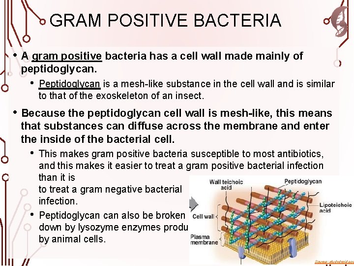 GRAM POSITIVE BACTERIA • A gram positive bacteria has a cell wall made mainly