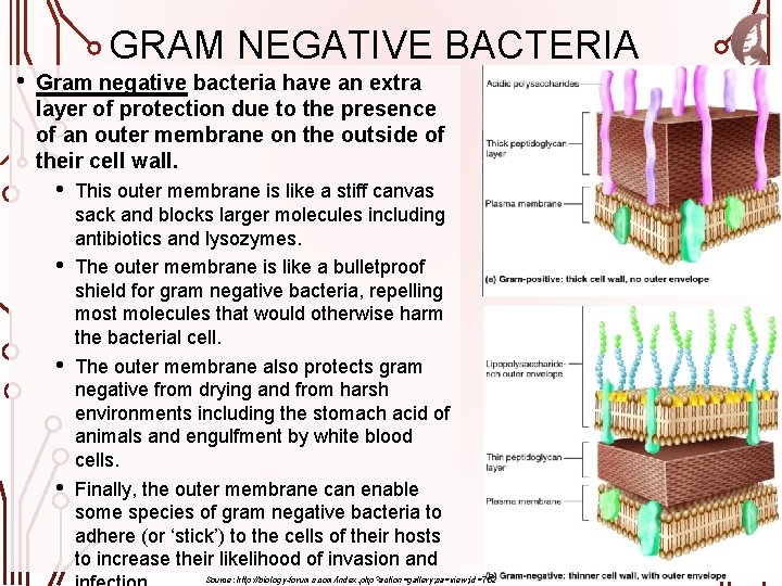  • GRAM NEGATIVE BACTERIA Gram negative bacteria have an extra layer of protection