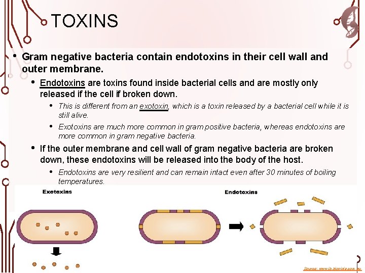 TOXINS • Gram negative bacteria contain endotoxins in their cell wall and outer membrane.