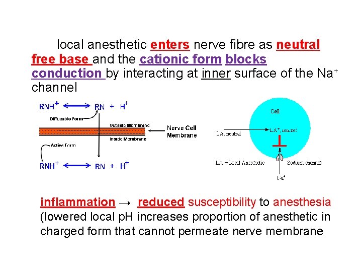 local anesthetic enters nerve fibre as neutral free base and the cationic form blocks