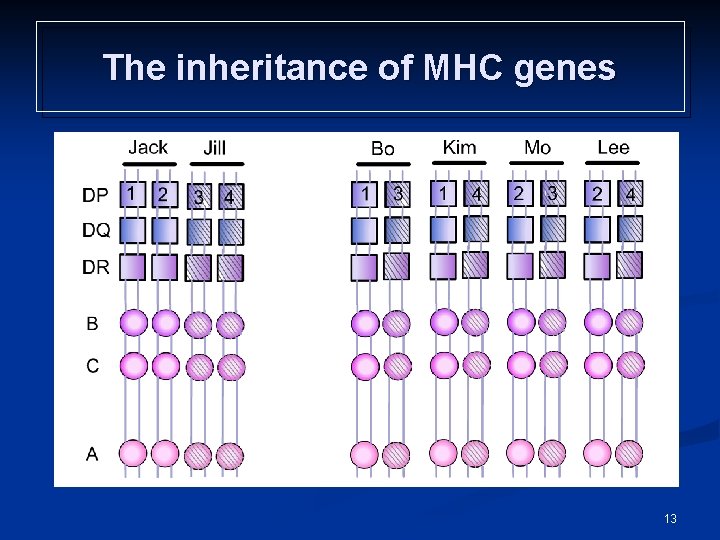 The inheritance of MHC genes 13 