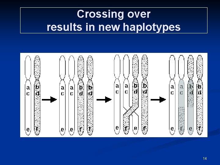 Crossing over results in new haplotypes 14 