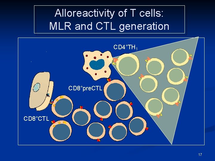 Alloreactivity of T cells: MLR and CTL generation CD 4+TH 1 CD 8+pre. CTL