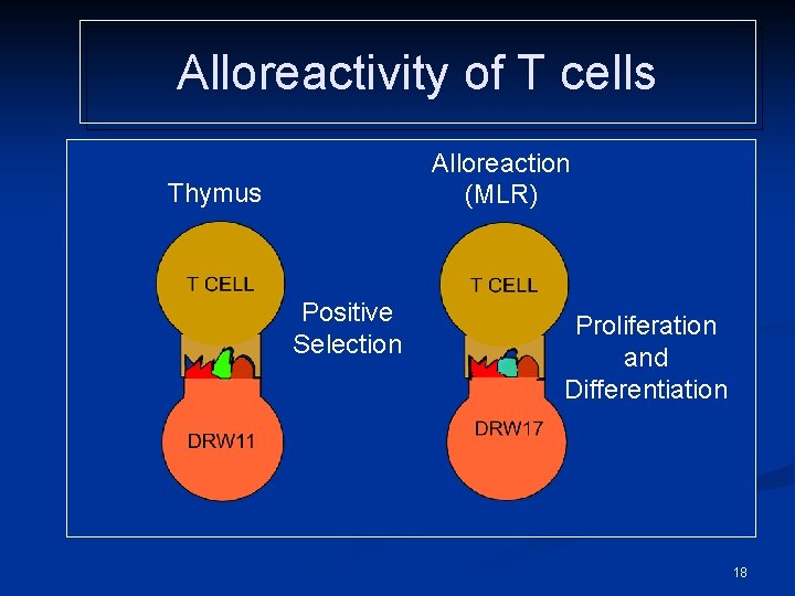 Alloreactivity of T cells Alloreaction (MLR) Thymus Positive Selection Proliferation and Differentiation 18 