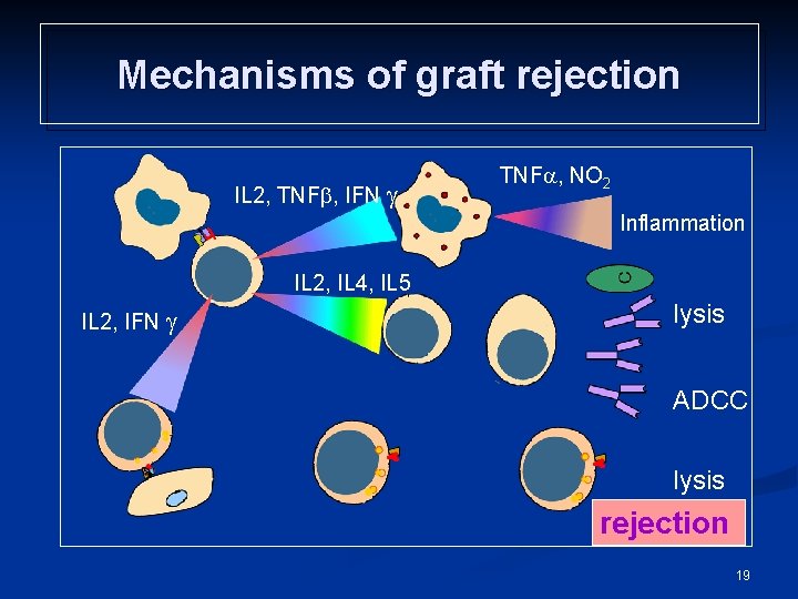 Mechanisms of graft rejection IL 2, TNF , IFN TNF , NO 2 Inflammation