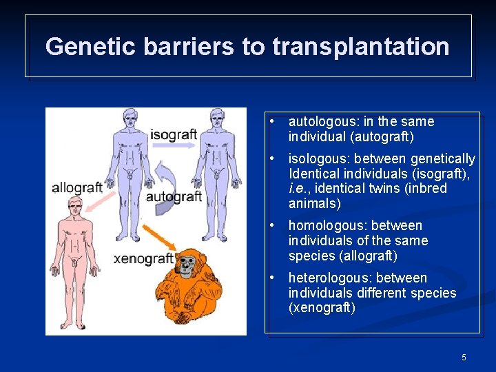 Genetic barriers to transplantation • autologous: in the same individual (autograft) • isologous: between