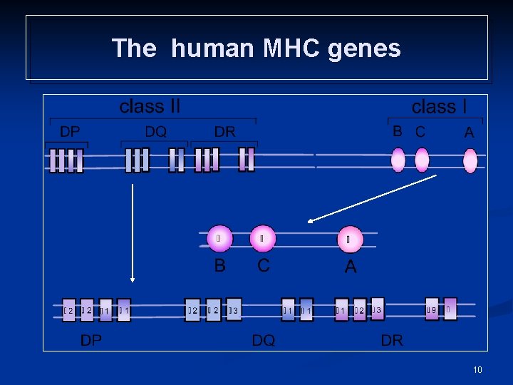 The human MHC genes 10 