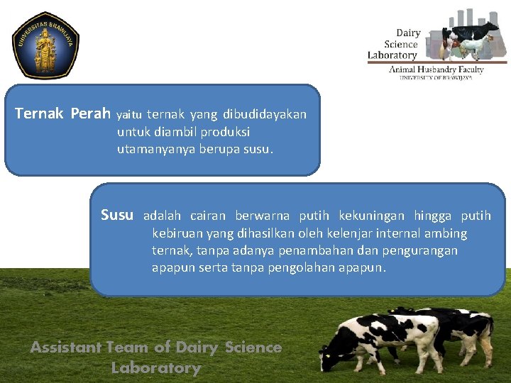 Ternak Perah yaitu ternak yang dibudidayakan untuk diambil produksi utamanyanya berupa susu. Susu adalah